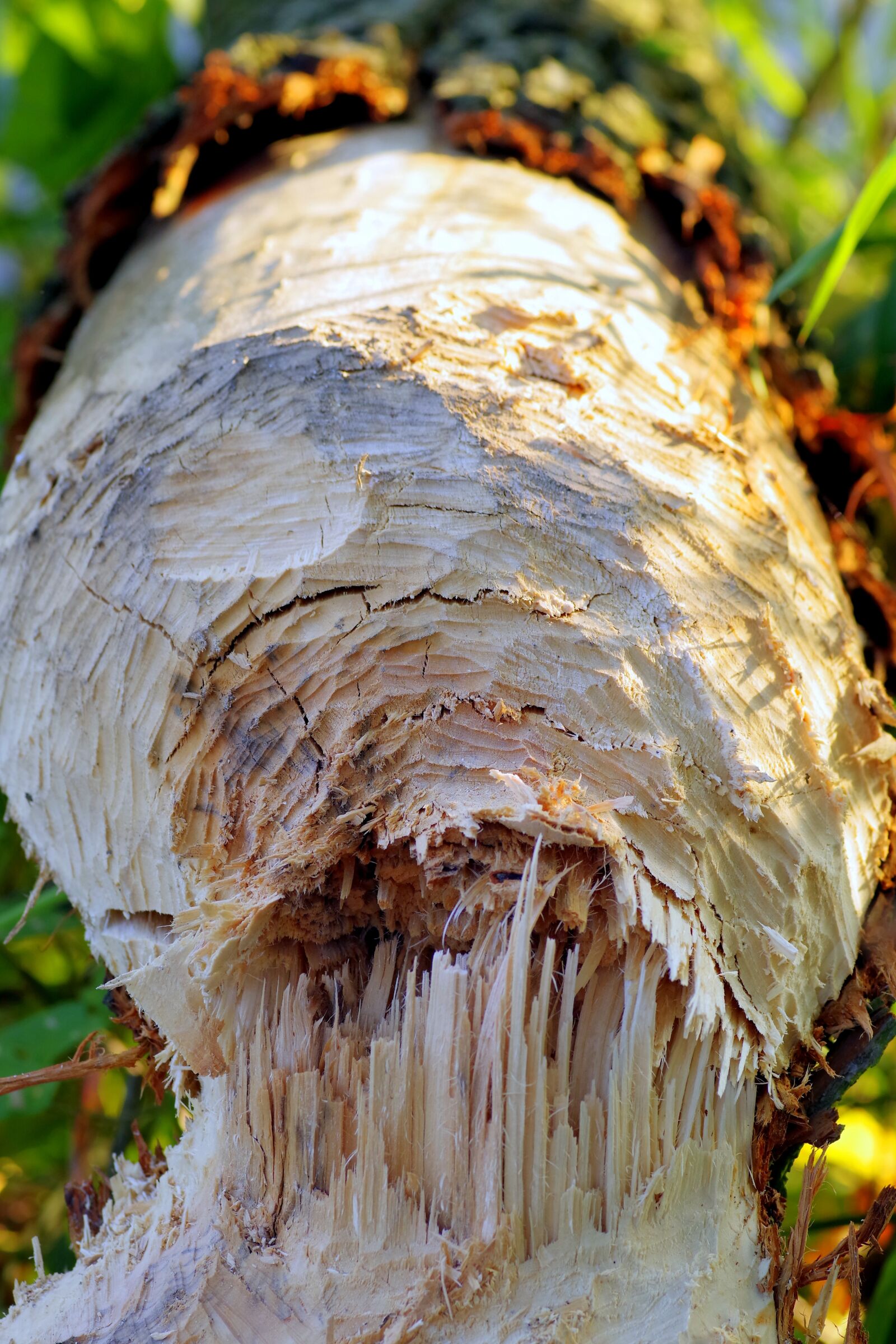 Pentax K-S2 sample photo. Beavers, cut down a photography