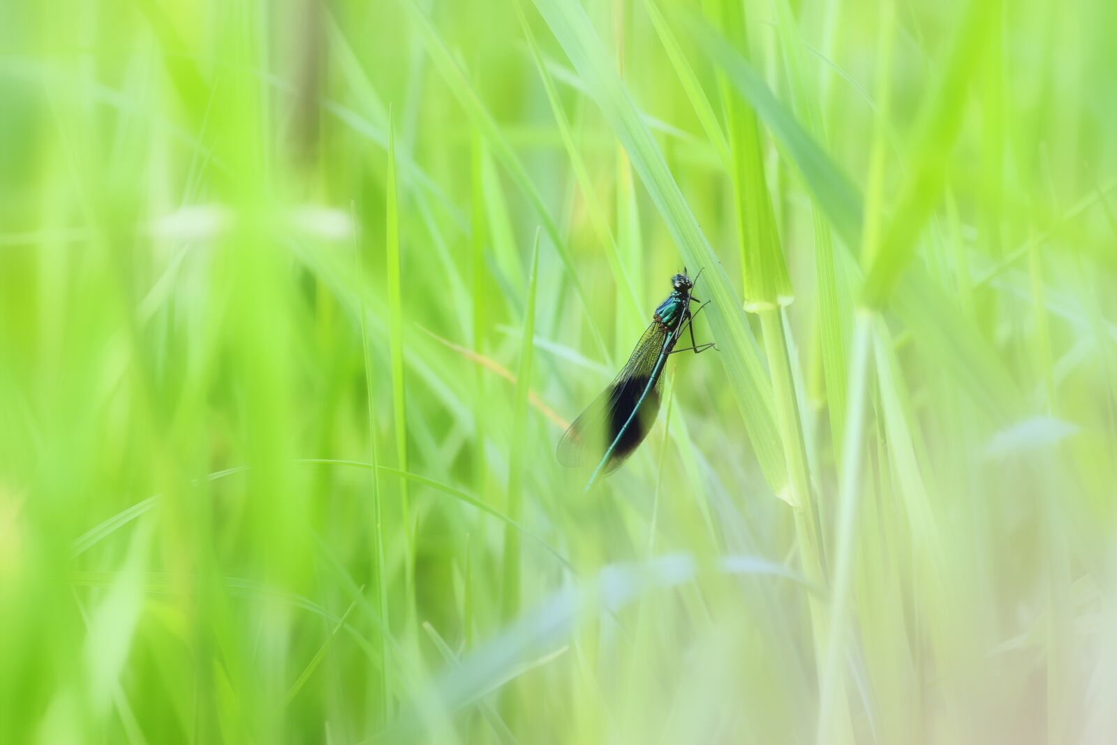 Tamron SP 90mm F2.8 Di VC USD 1:1 Macro sample photo. Banded demoiselle, demoiselle, insect photography