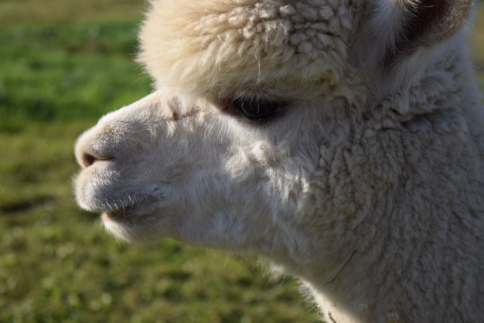 Nikon D3300 sample photo. Alpaca, head, animal photography
