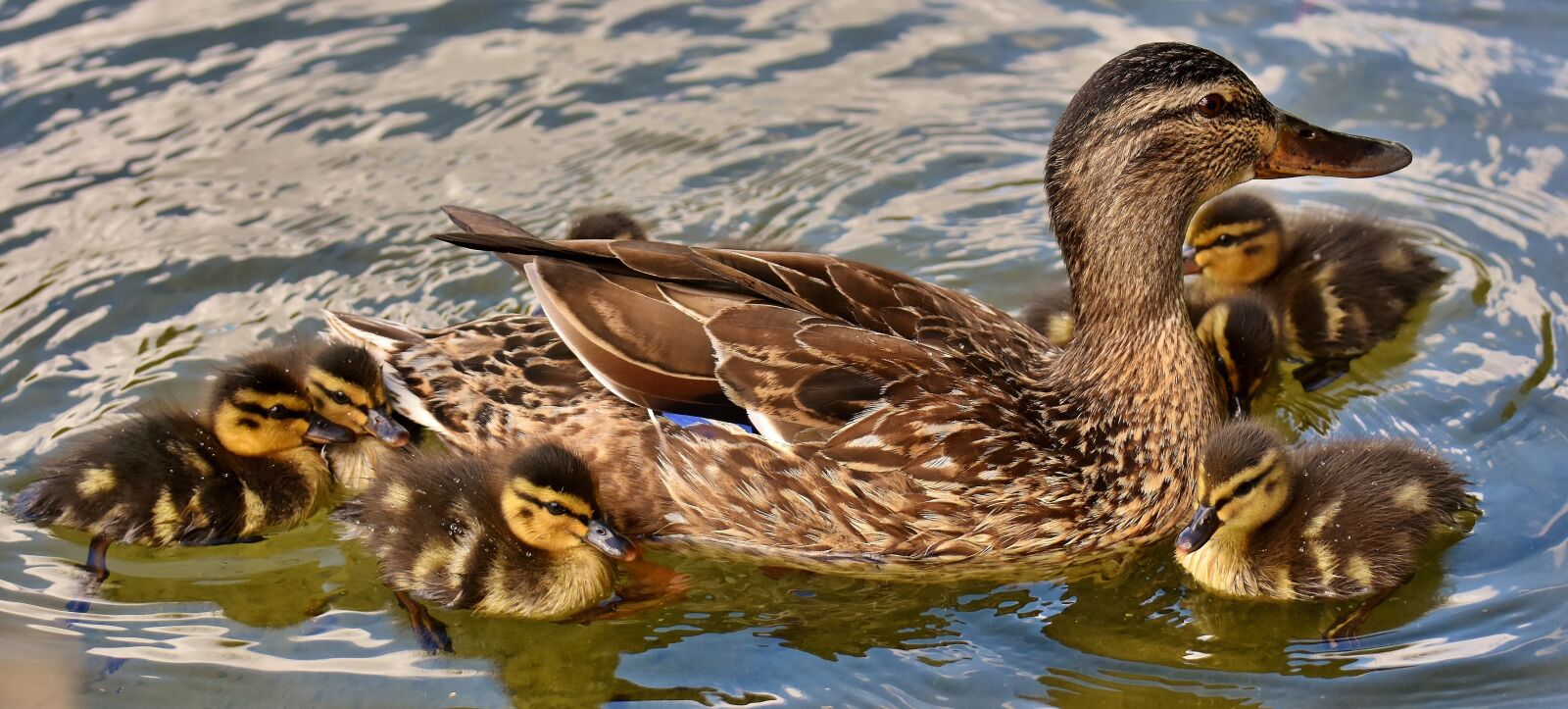 Nikon D7200 sample photo. Mallard, chicks, baby photography