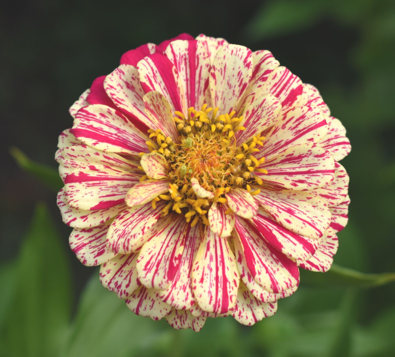 Nikon D5500 sample photo. Zinnia, red and yellow photography