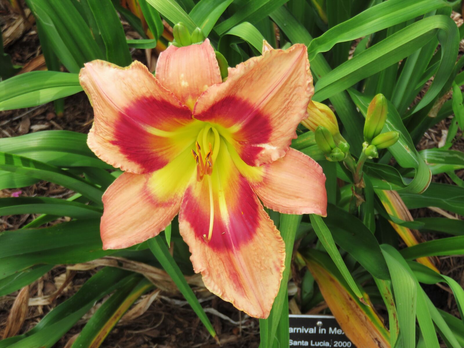 Canon PowerShot SX700 HS sample photo. Red, yellow, orange photography