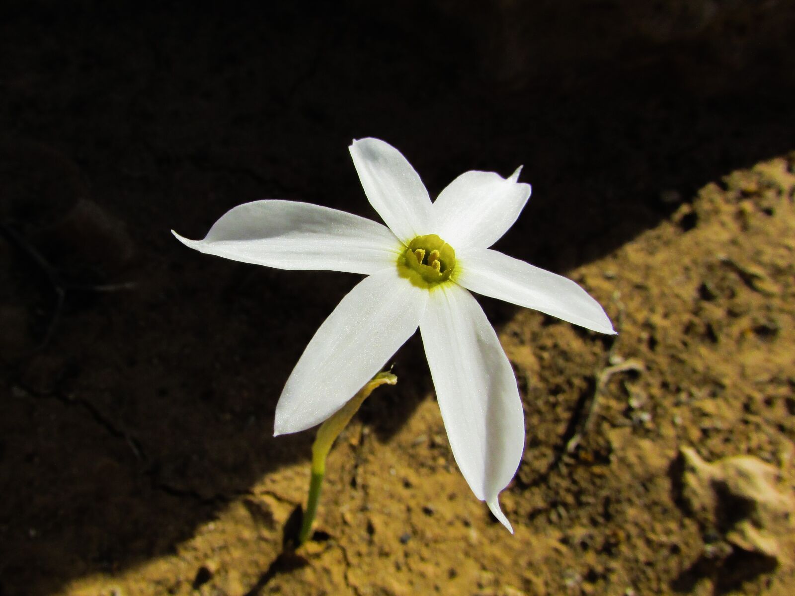 Canon PowerShot SX400 IS sample photo. Lily, flower, white photography