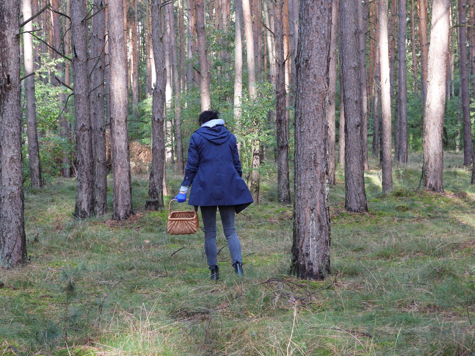 Nikon Coolpix P1000 sample photo. Forest, mushrooms, autumn photography