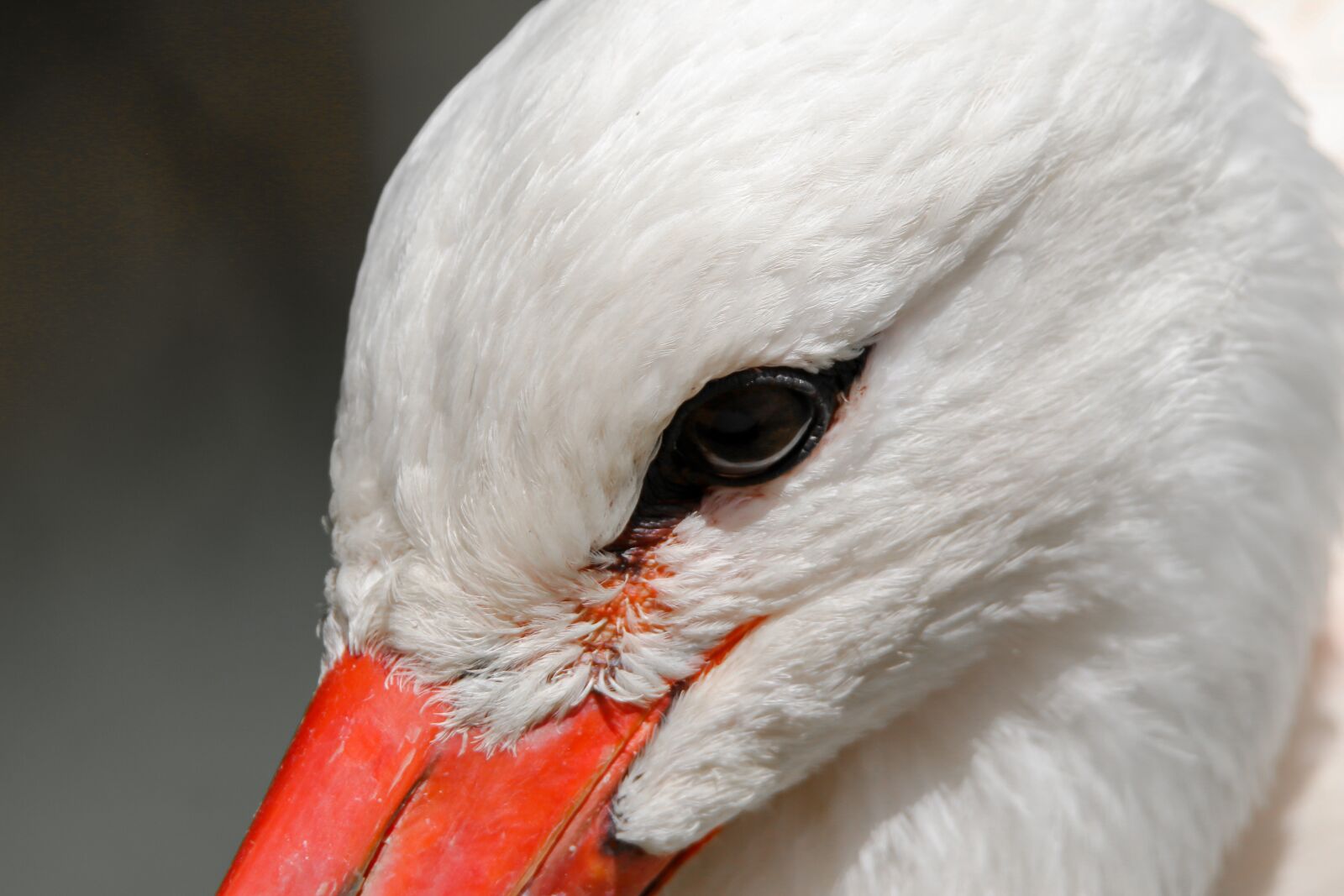 Canon EOS 70D + Tamron SP 150-600mm F5-6.3 Di VC USD sample photo. Animal world, bird, stork photography