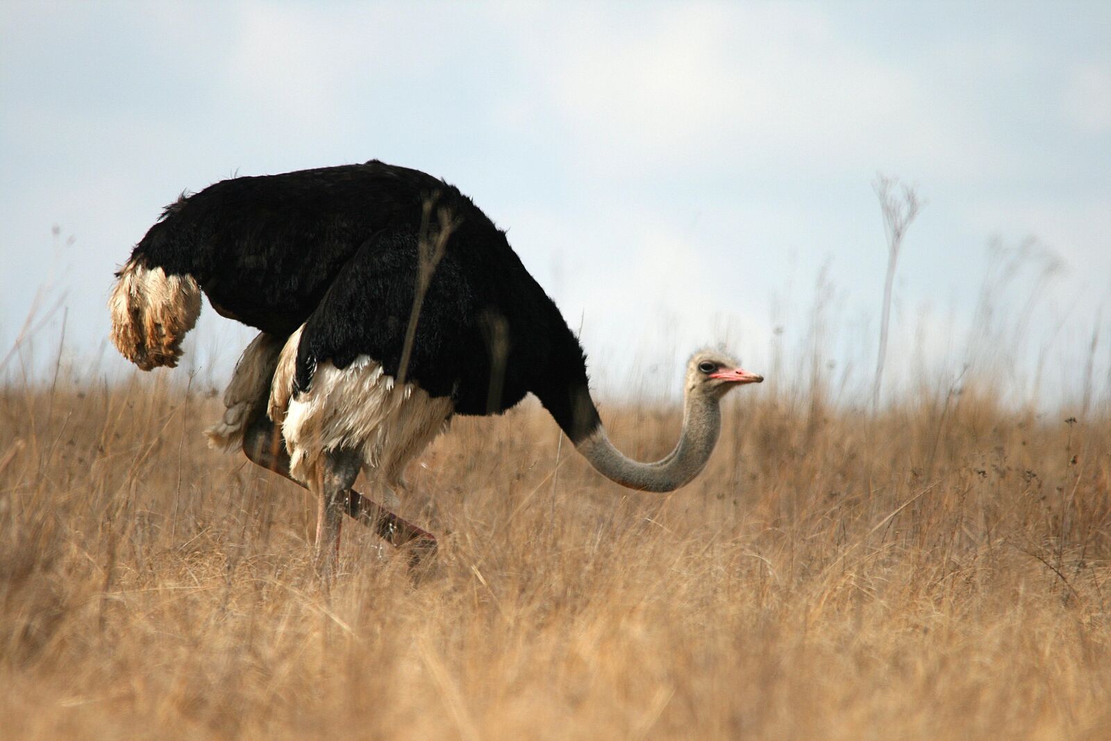 Canon EOS 400D (EOS Digital Rebel XTi / EOS Kiss Digital X) sample photo. Wild, game, ostrich photography