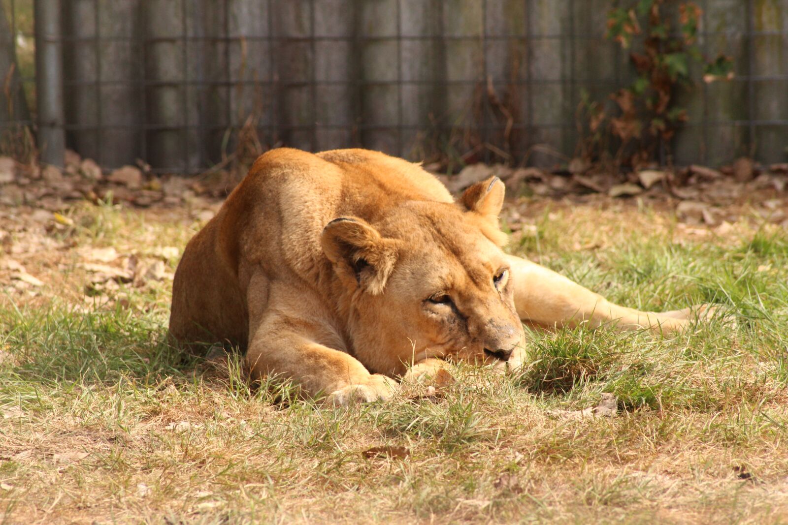 Canon EOS 600D (Rebel EOS T3i / EOS Kiss X5) sample photo. Lion, big cat photography