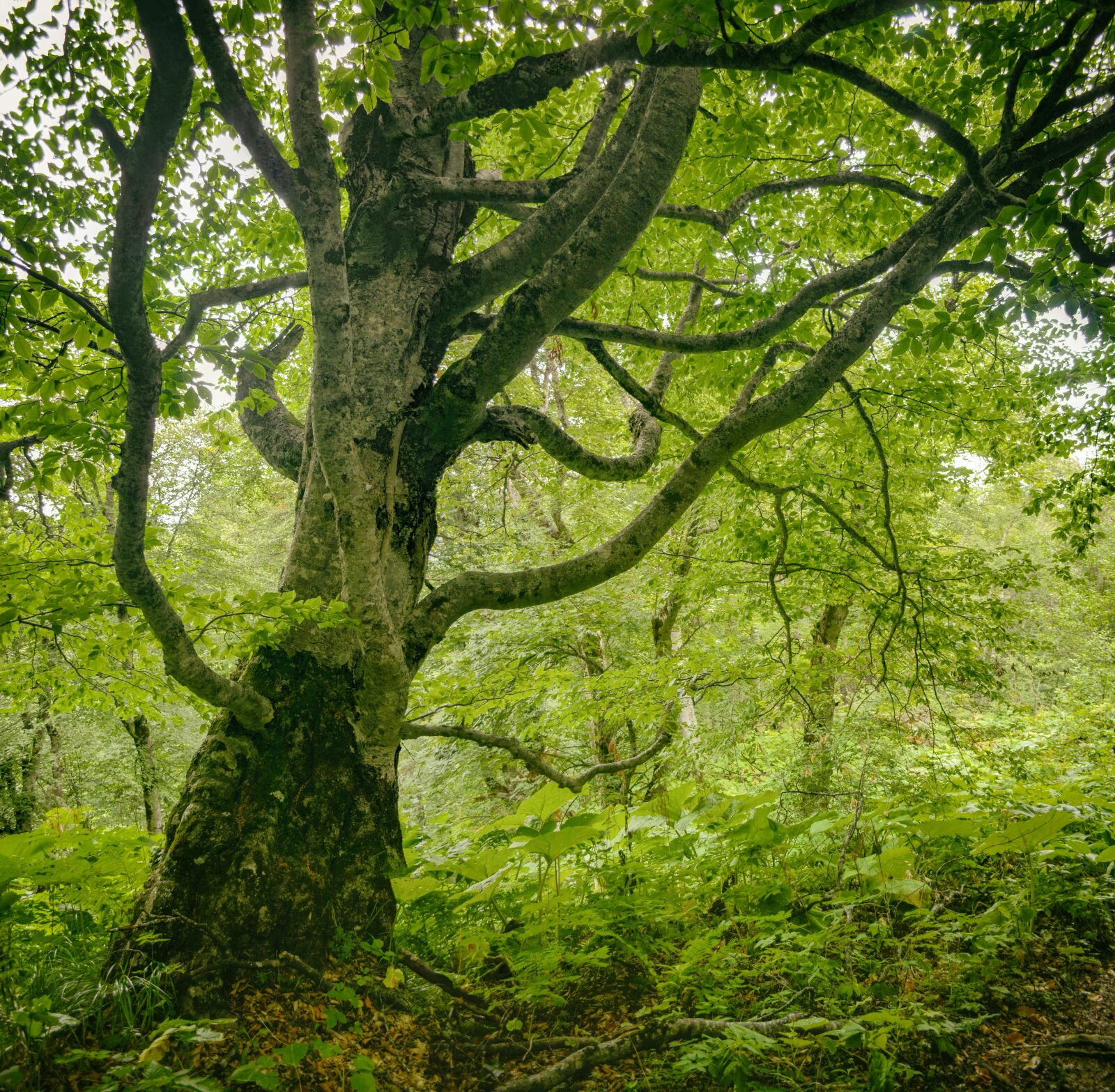 Nikon D5200 sample photo. Tree, forest, landscape photography