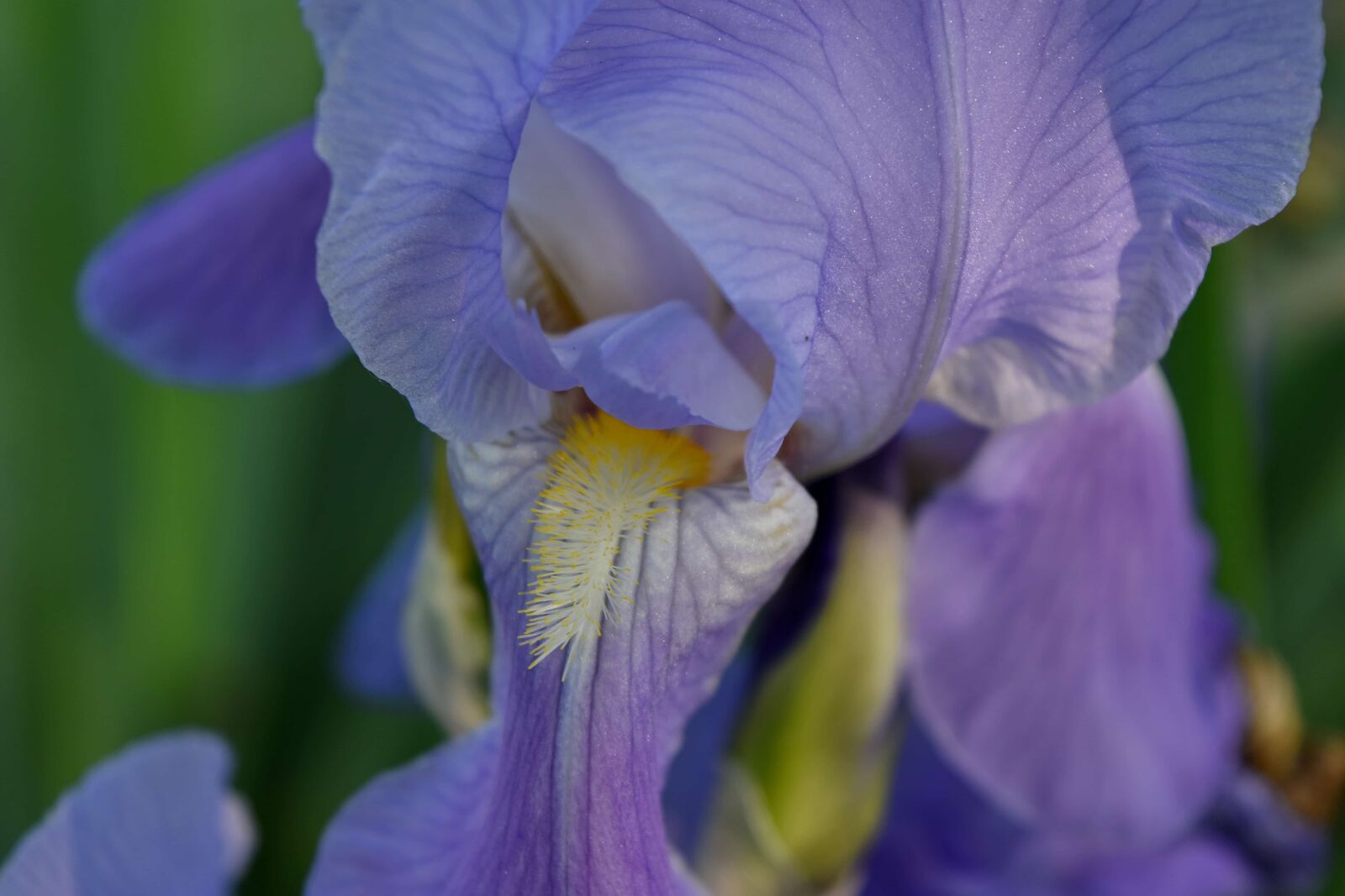 Nikon D5500 sample photo. Petals, purple, plant, iris photography