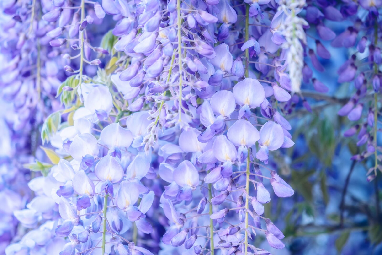 Fujifilm X-T30 sample photo. Blue rain, flower, blossom photography
