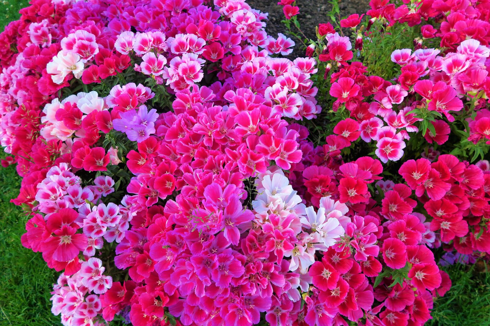 Canon PowerShot G7 X sample photo. Flowers, landscape, colors photography