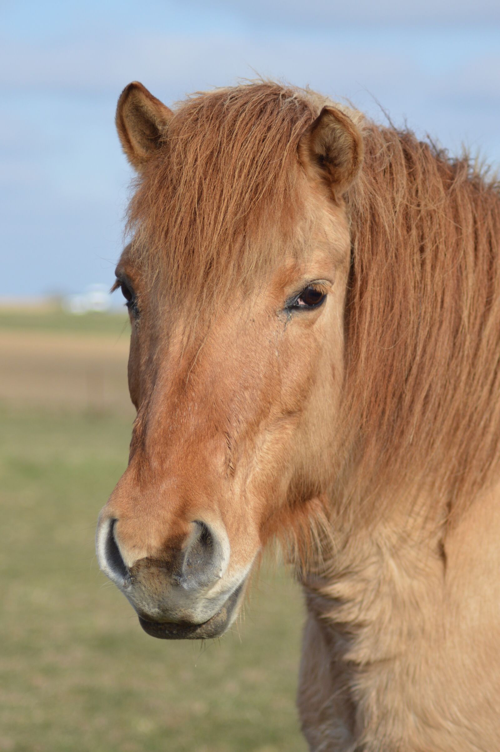 Nikon D3200 sample photo. Horse, mare, mane photography