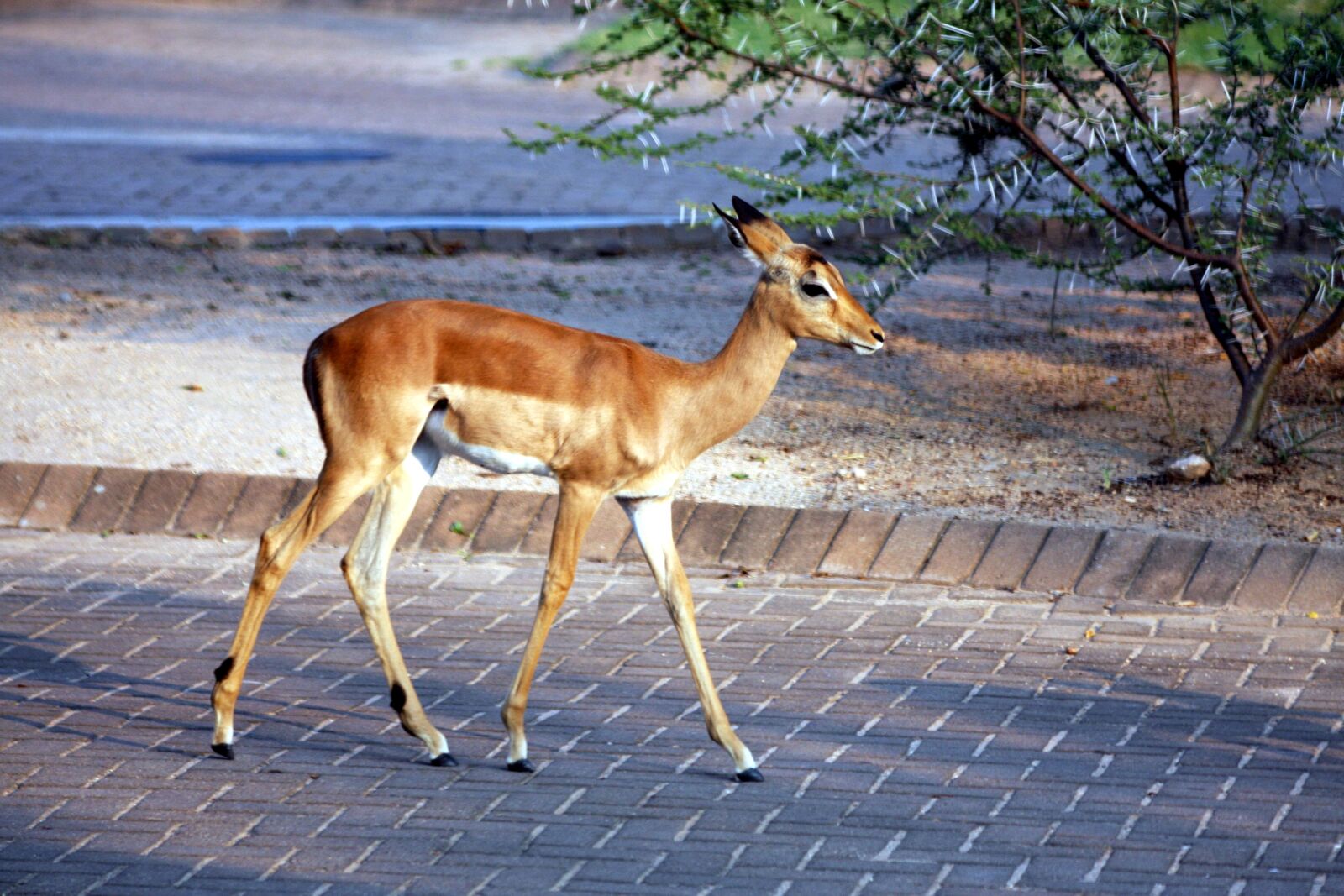 Canon EOS 40D sample photo. Gazelle, antelope, wild animals photography