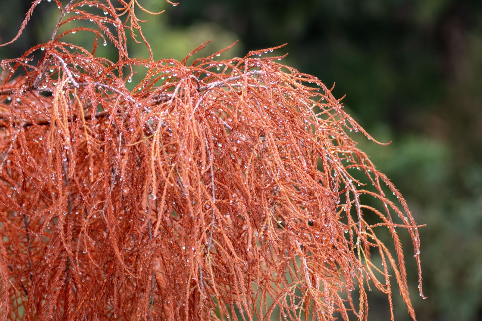 Canon EF 100-400mm F4.5-5.6L IS USM sample photo. Autumn, fall, leaves photography