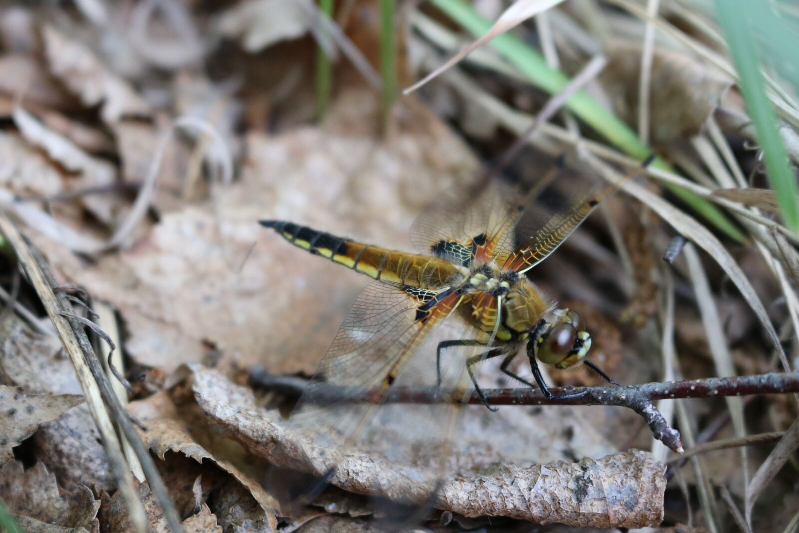 Canon EOS 750D (EOS Rebel T6i / EOS Kiss X8i) sample photo. Dragonfly, grass, insect photography