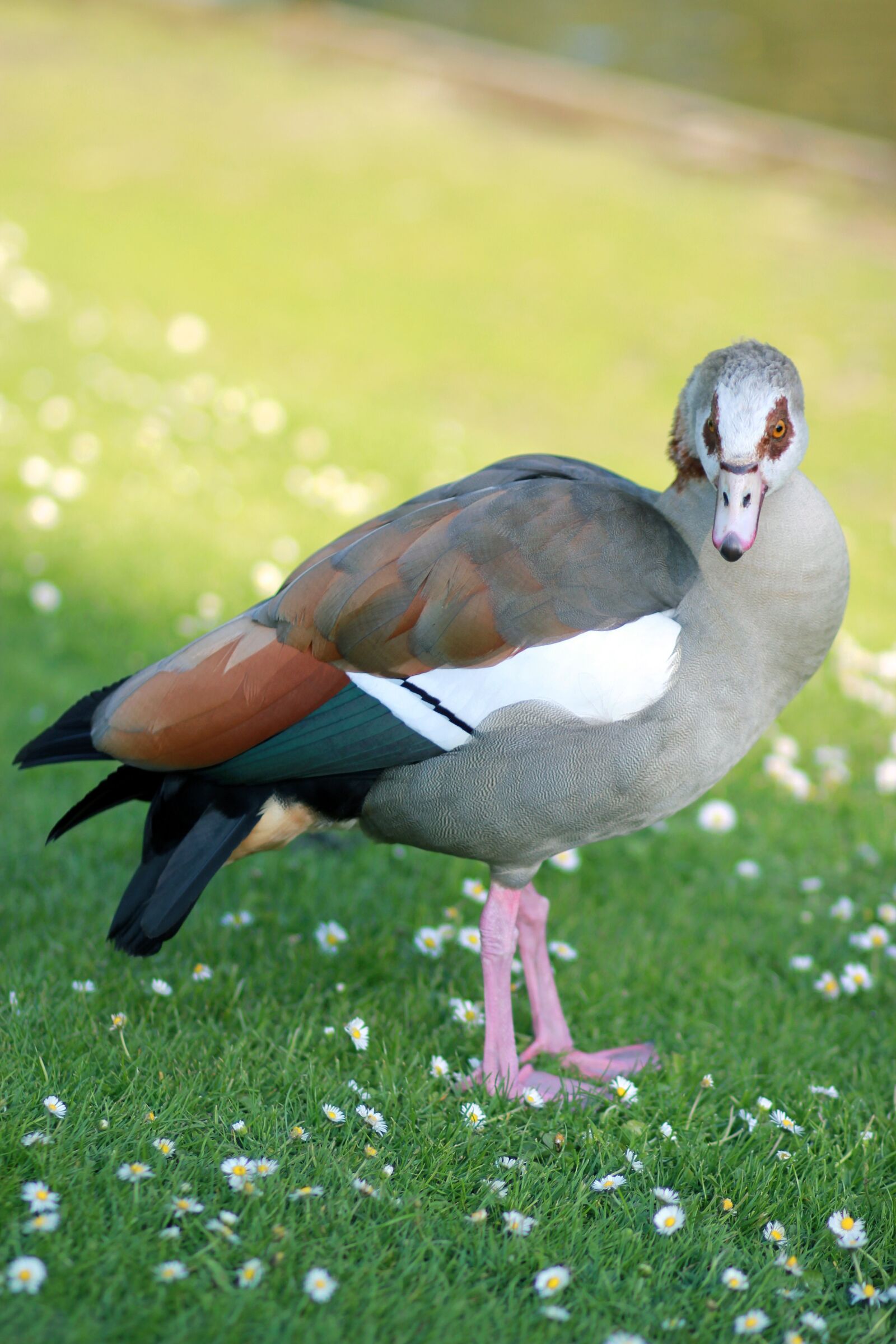 Canon EOS 550D (EOS Rebel T2i / EOS Kiss X4) sample photo. Egyptian goose, nature, goose photography