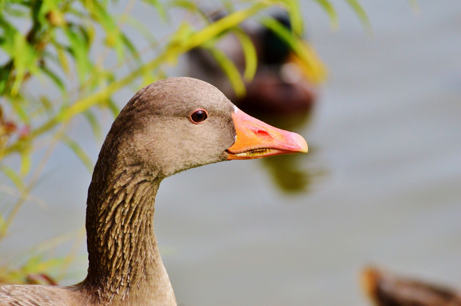 Nikon D3200 sample photo. Wild goose, goose, bird photography