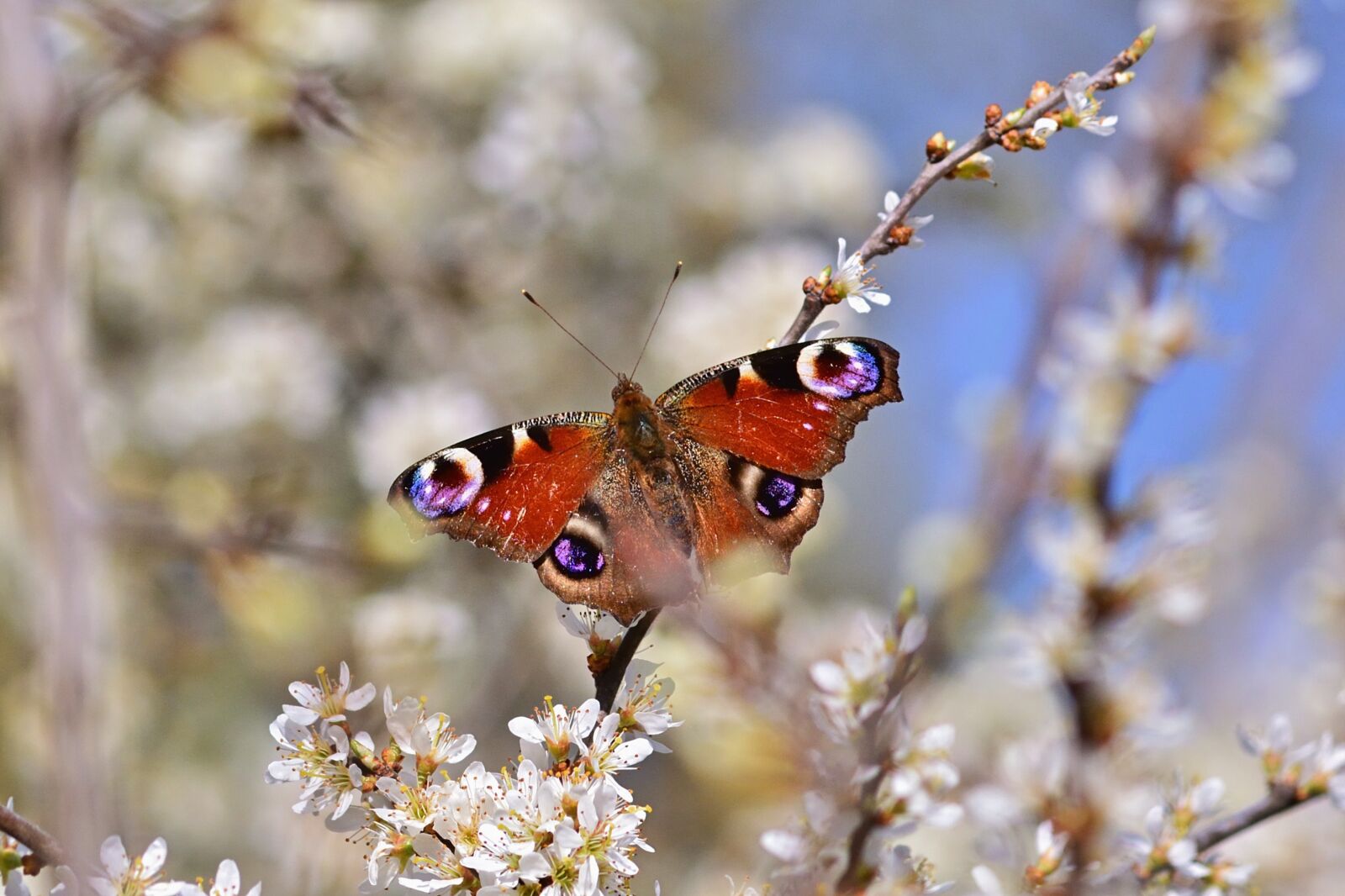 Nikon D5200 sample photo. Nature, butterfly, flowers photography