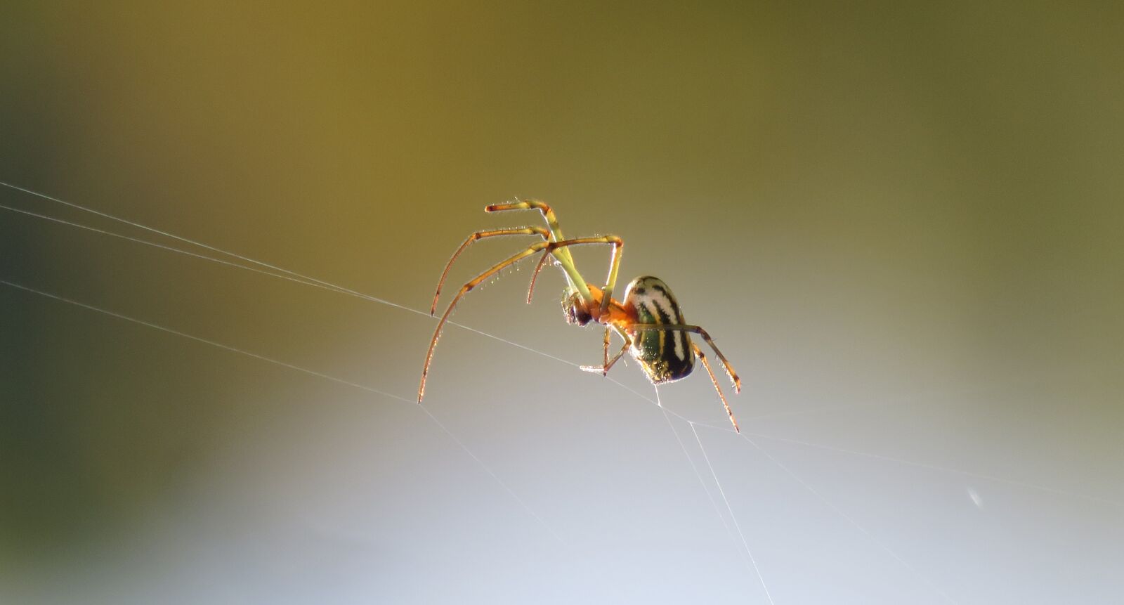 Canon PowerShot SX50 HS sample photo. Insect, spider, nature photography
