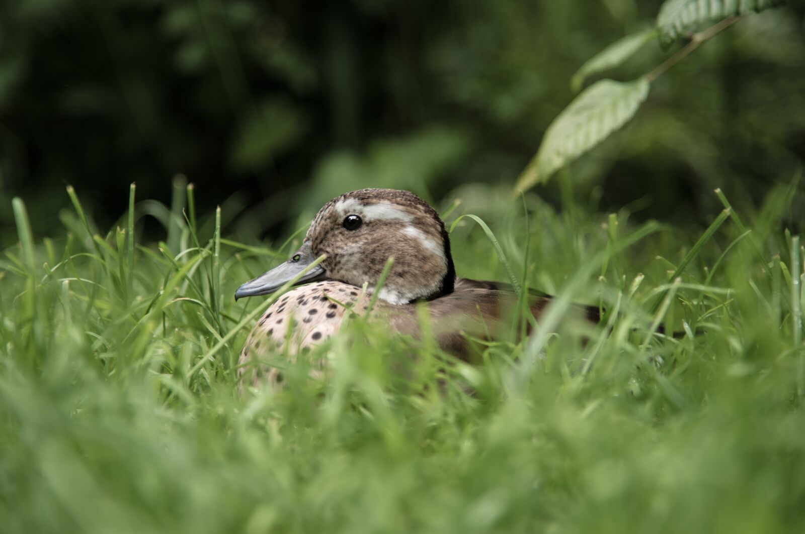 Nikon D800E sample photo. Duck, meadow, water bird photography