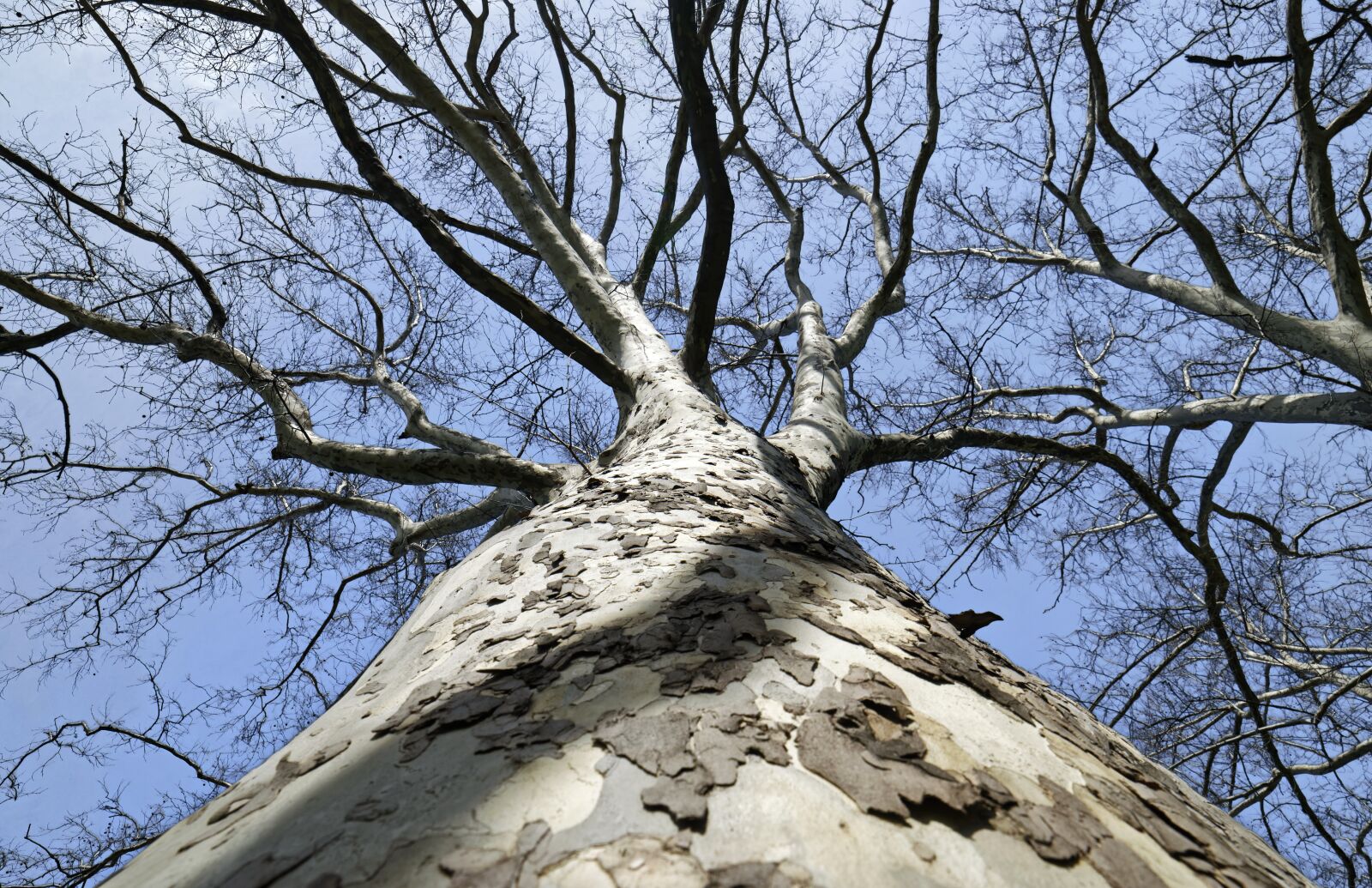 Nikon D5300 sample photo. Tree, turntable, high photography