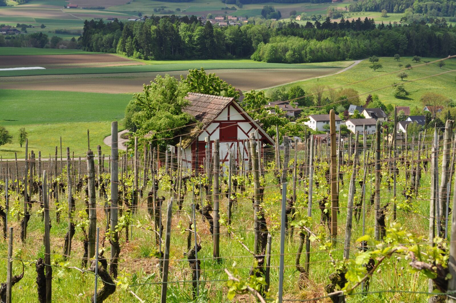 Nikon D5000 sample photo. Vineyard, viticulture, landscape photography