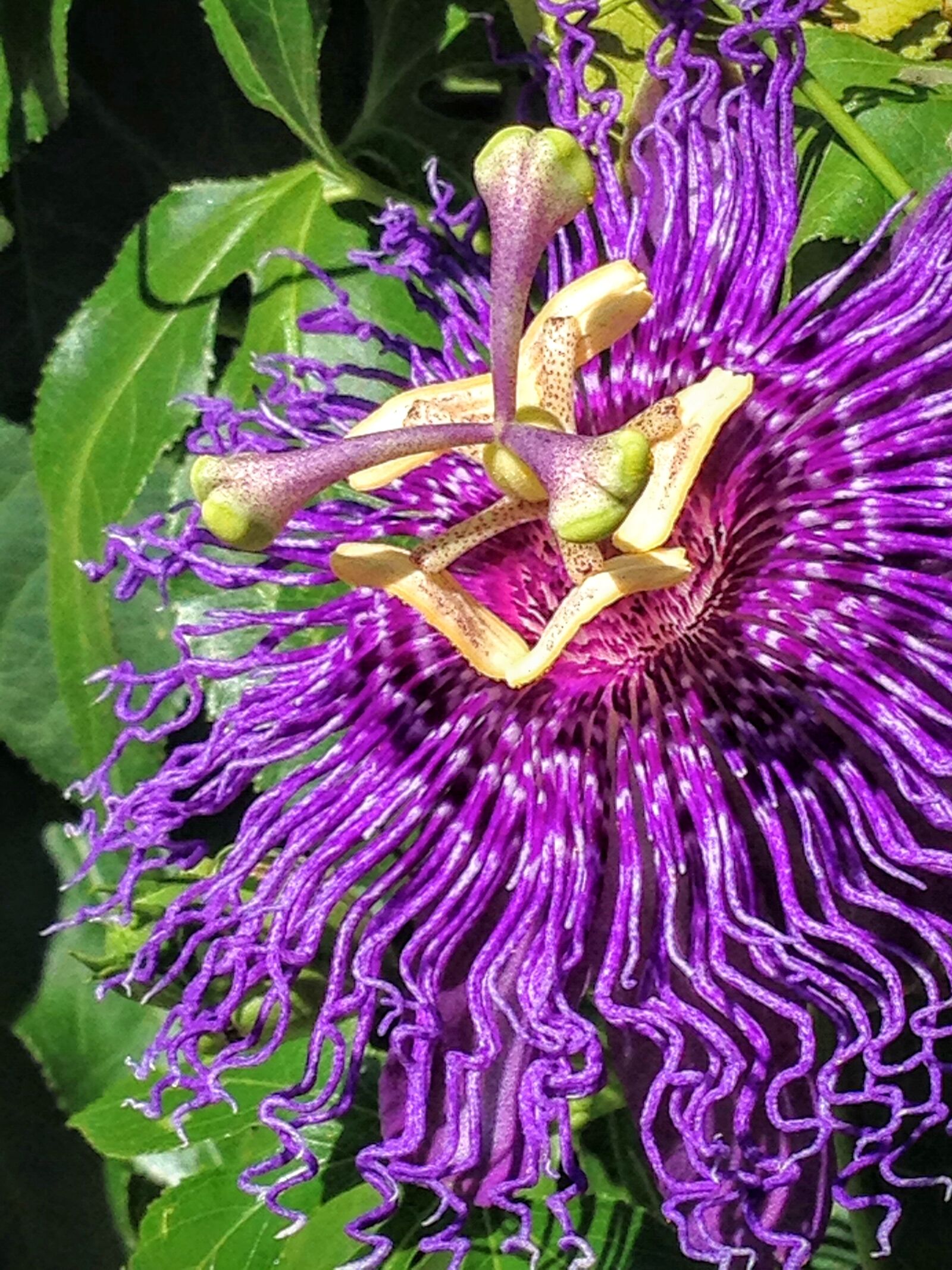 iPhone 5 back camera 4.12mm f/2.4 sample photo. Passionflower, flower, bloom photography