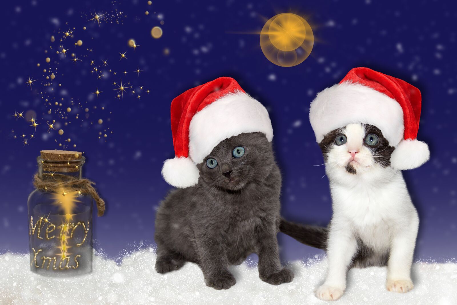 Canon EOS 600D (Rebel EOS T3i / EOS Kiss X5) sample photo. Cat, young, christmas photography