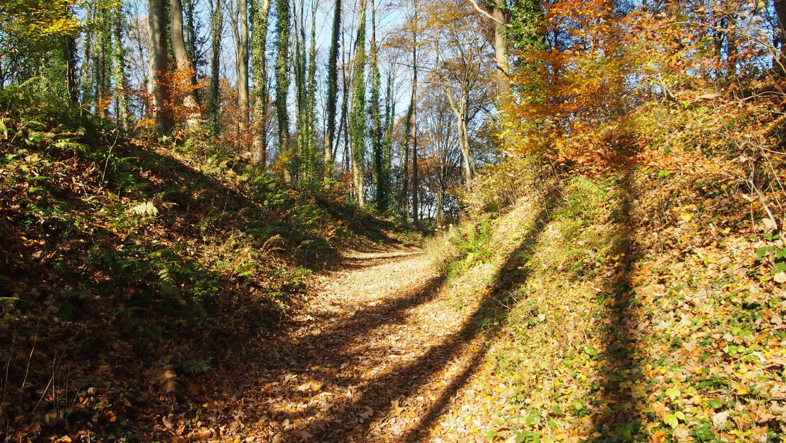 Olympus PEN E-PL3 sample photo. Forest, autumn, shadow photography