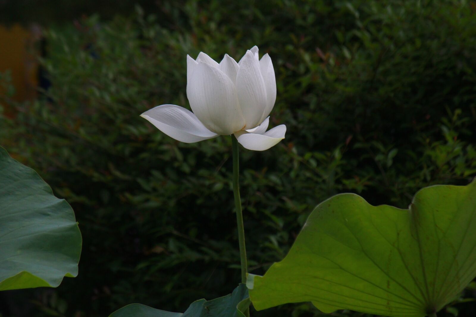 Canon EOS 550D (EOS Rebel T2i / EOS Kiss X4) sample photo. Ink painting, lotus, flower photography