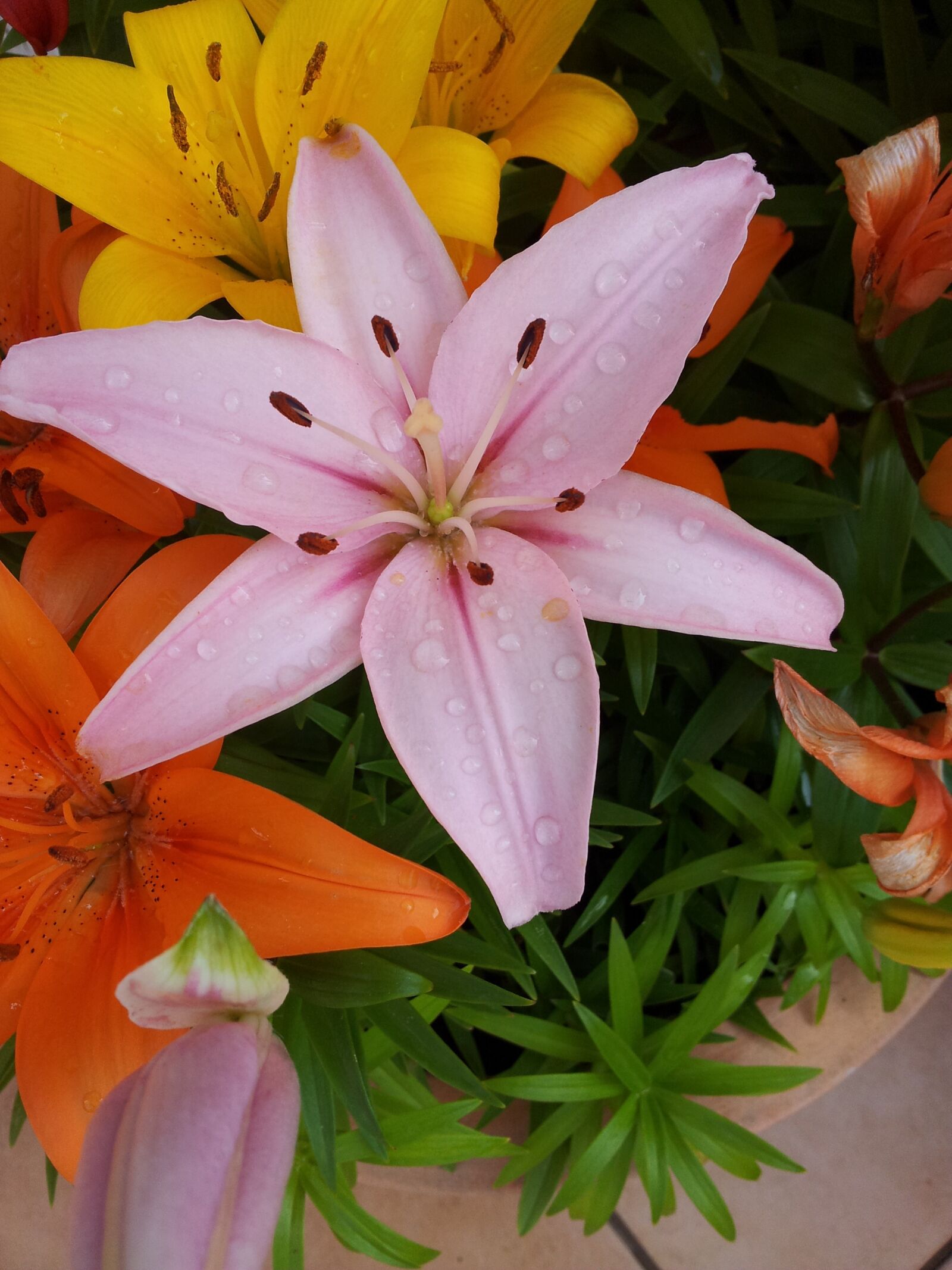 Samsung Galaxy S2 sample photo. Flower, lily, pink photography