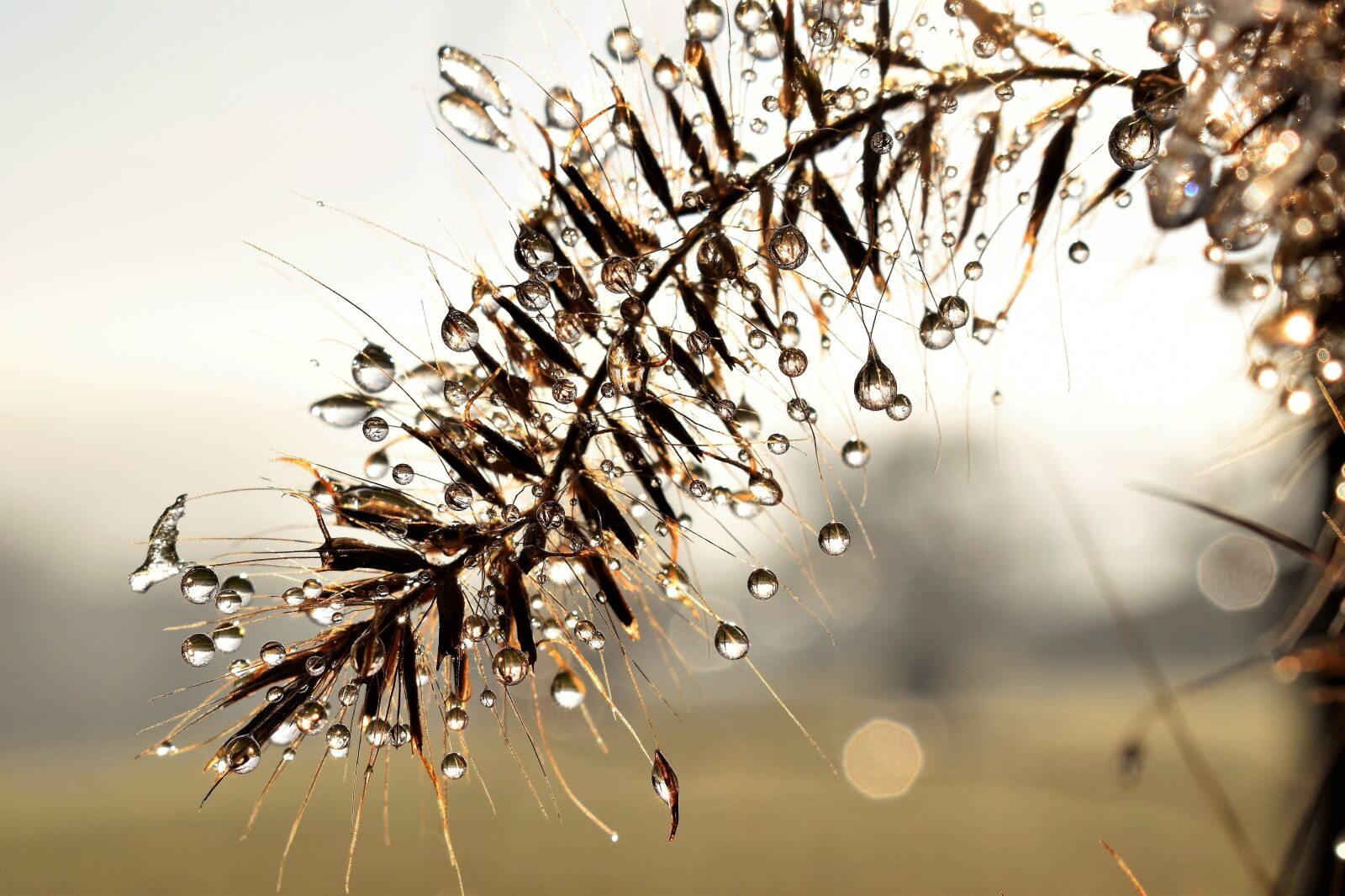 Nikon D5500 sample photo. Drip, dew, dewdrop photography