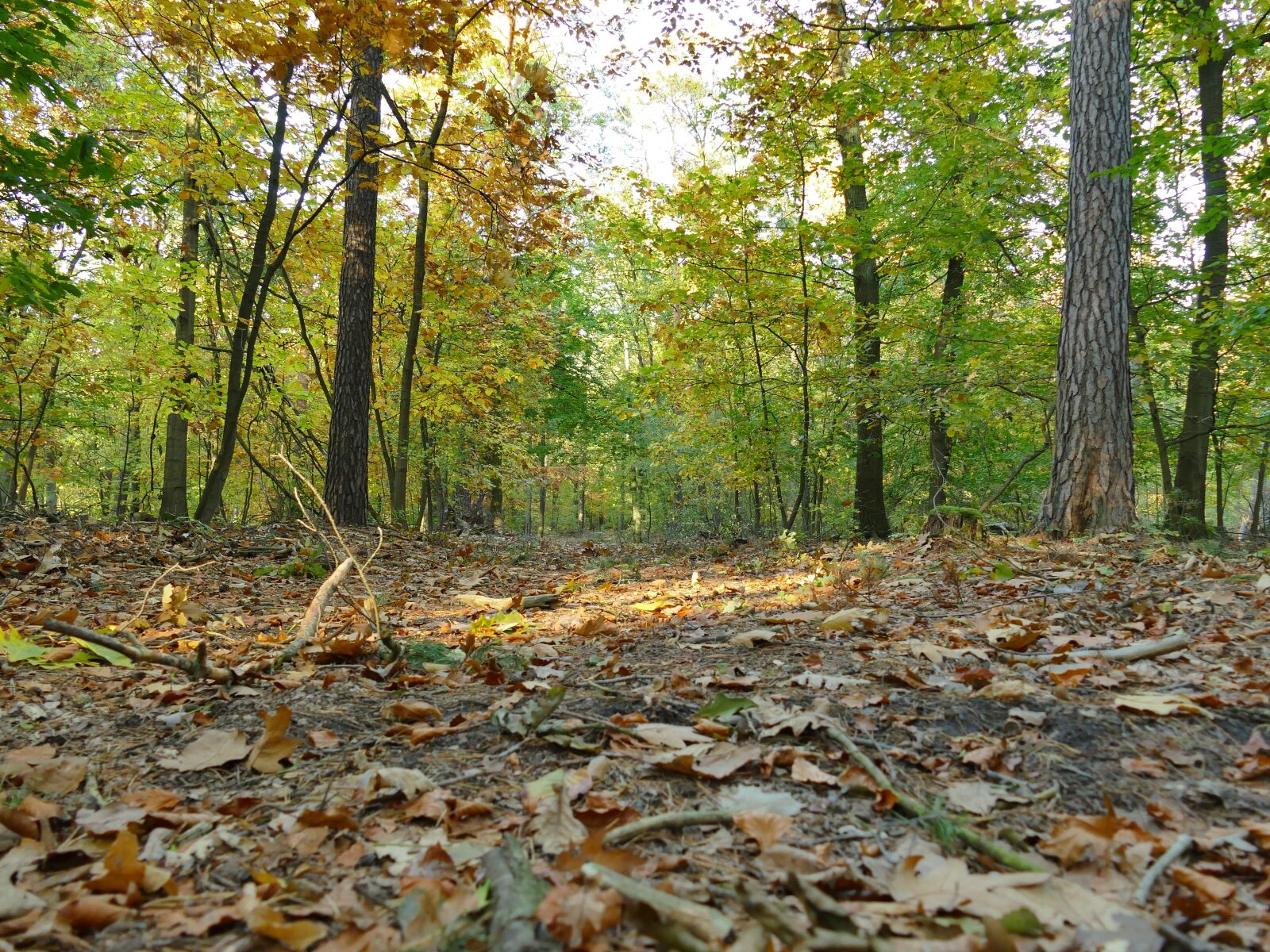 Panasonic Lumix DMC-FZ1000 sample photo. Forest, autumn, nature photography