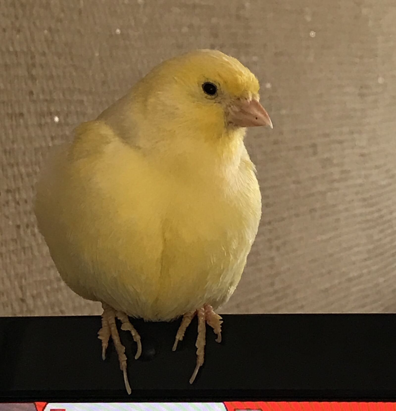 iPhone 7 back camera 3.99mm f/1.8 sample photo. Canary, yellow, bird photography