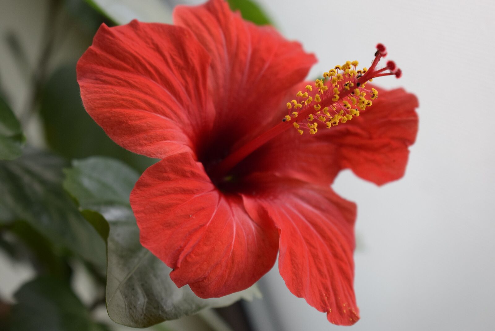 Nikon D3300 sample photo. Japanese rose, petals red photography