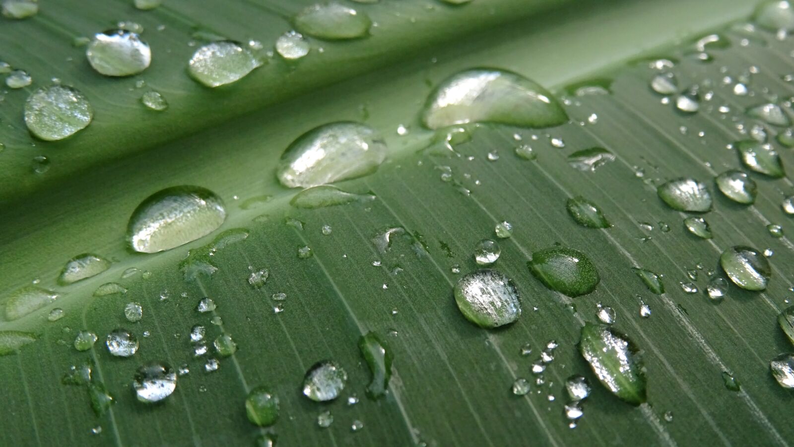 Sony DSC-HX60 sample photo. Drops, water, leaf photography