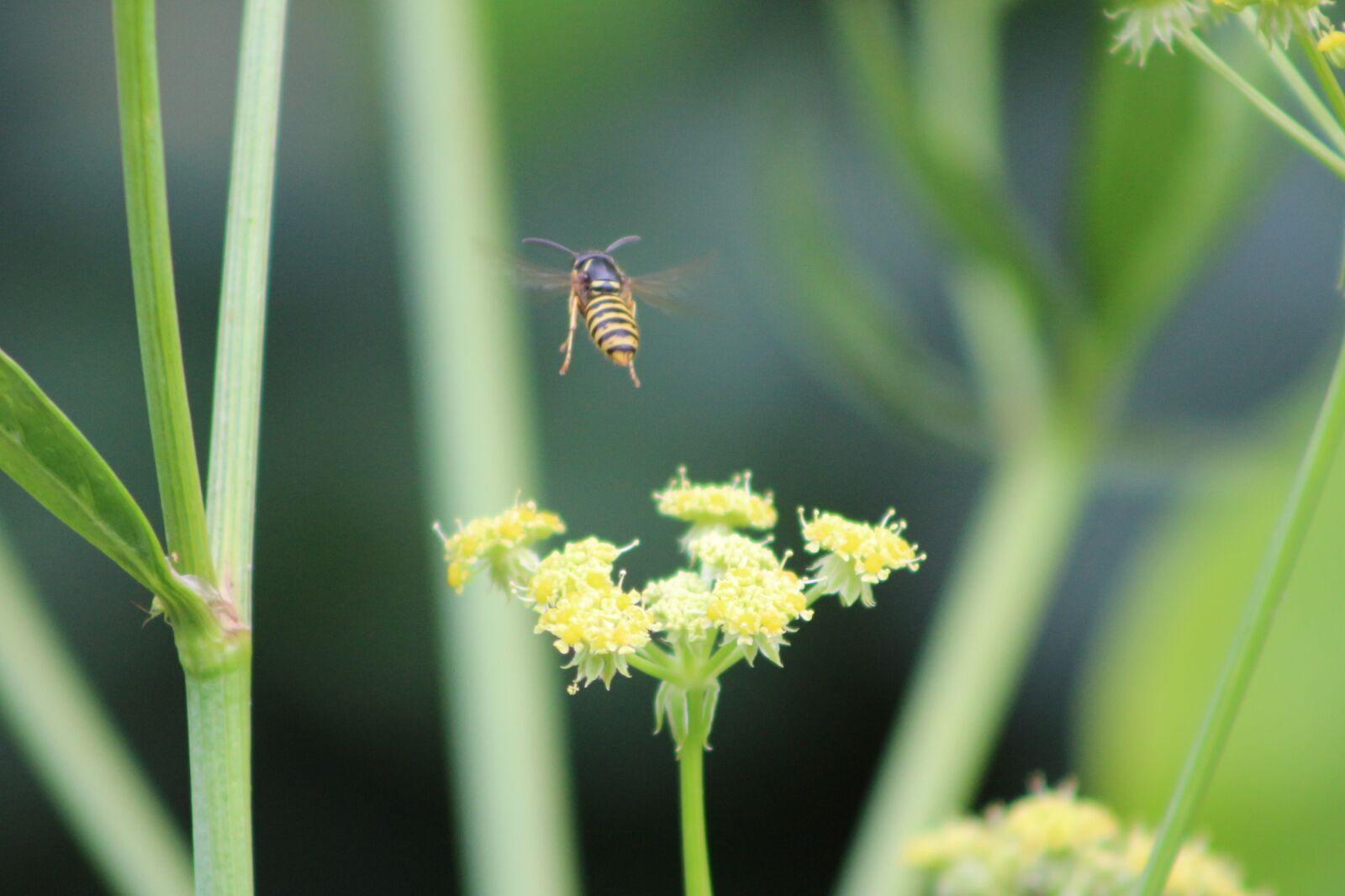 Canon EOS 700D (EOS Rebel T5i / EOS Kiss X7i) sample photo. Bee, insect, flower photography