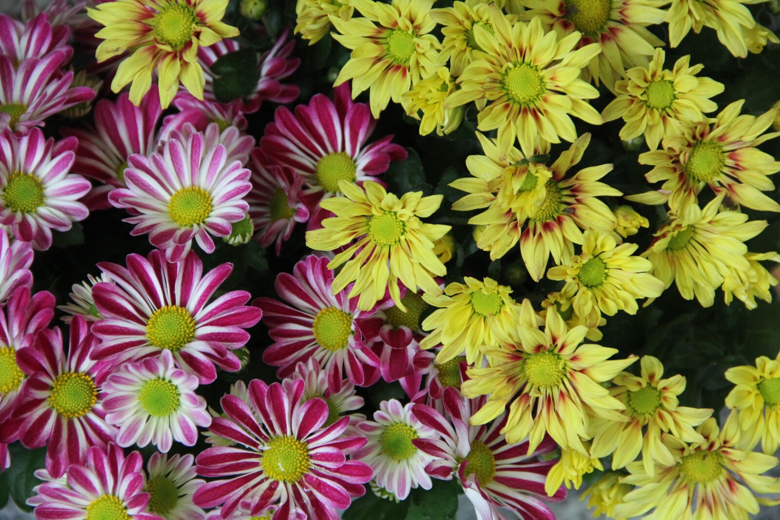 Canon EOS 60D sample photo. Chrysanthemums, plant, flower photography