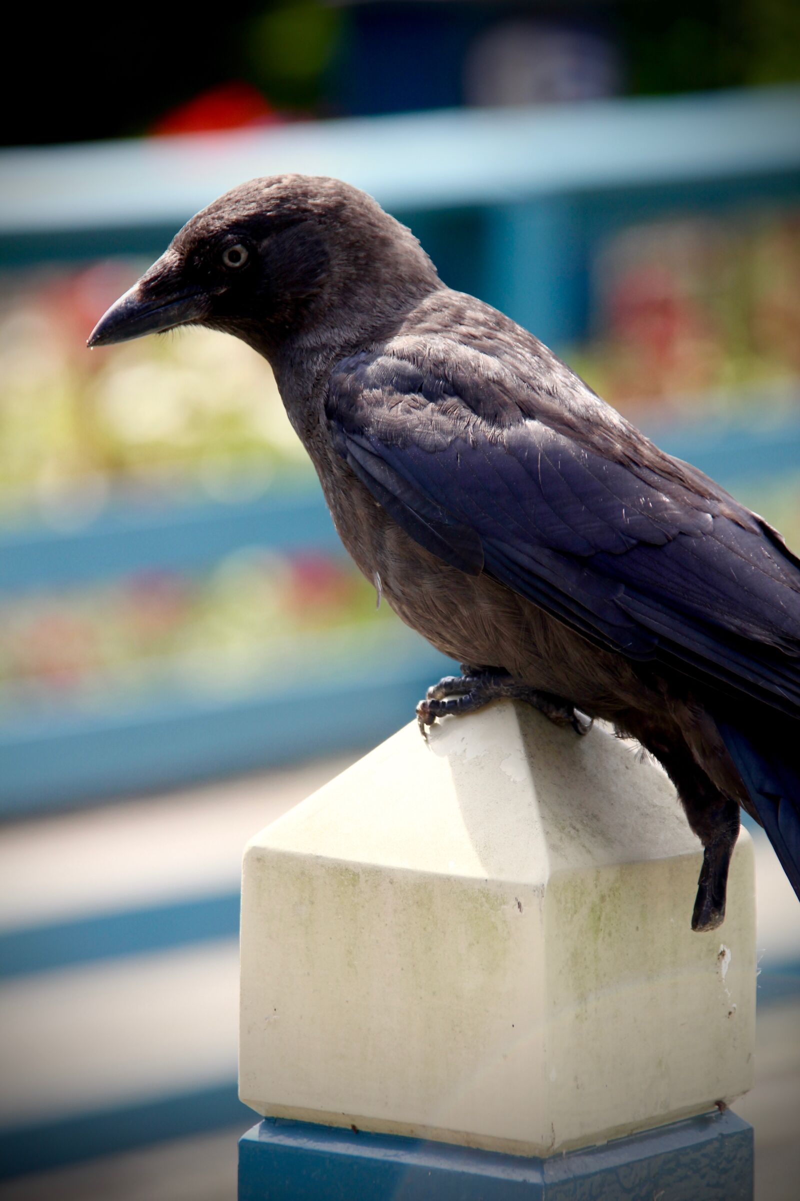 Canon EOS 60D sample photo. Crow, bird, black photography
