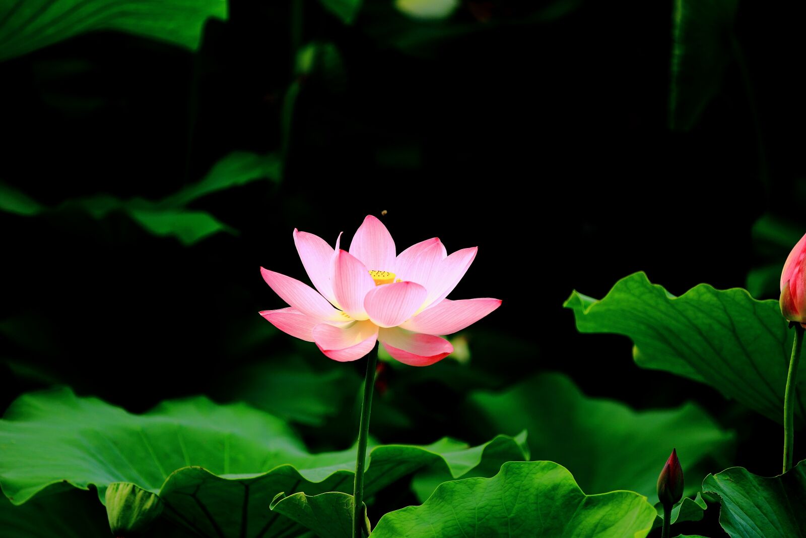 Canon EOS 60D sample photo. Lotus, pond, hd photography