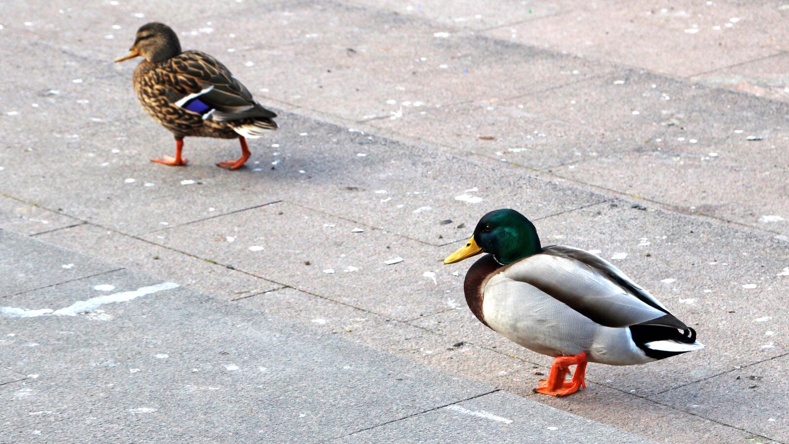 Canon EOS 600D (Rebel EOS T3i / EOS Kiss X5) sample photo. Bird, nature, duck photography