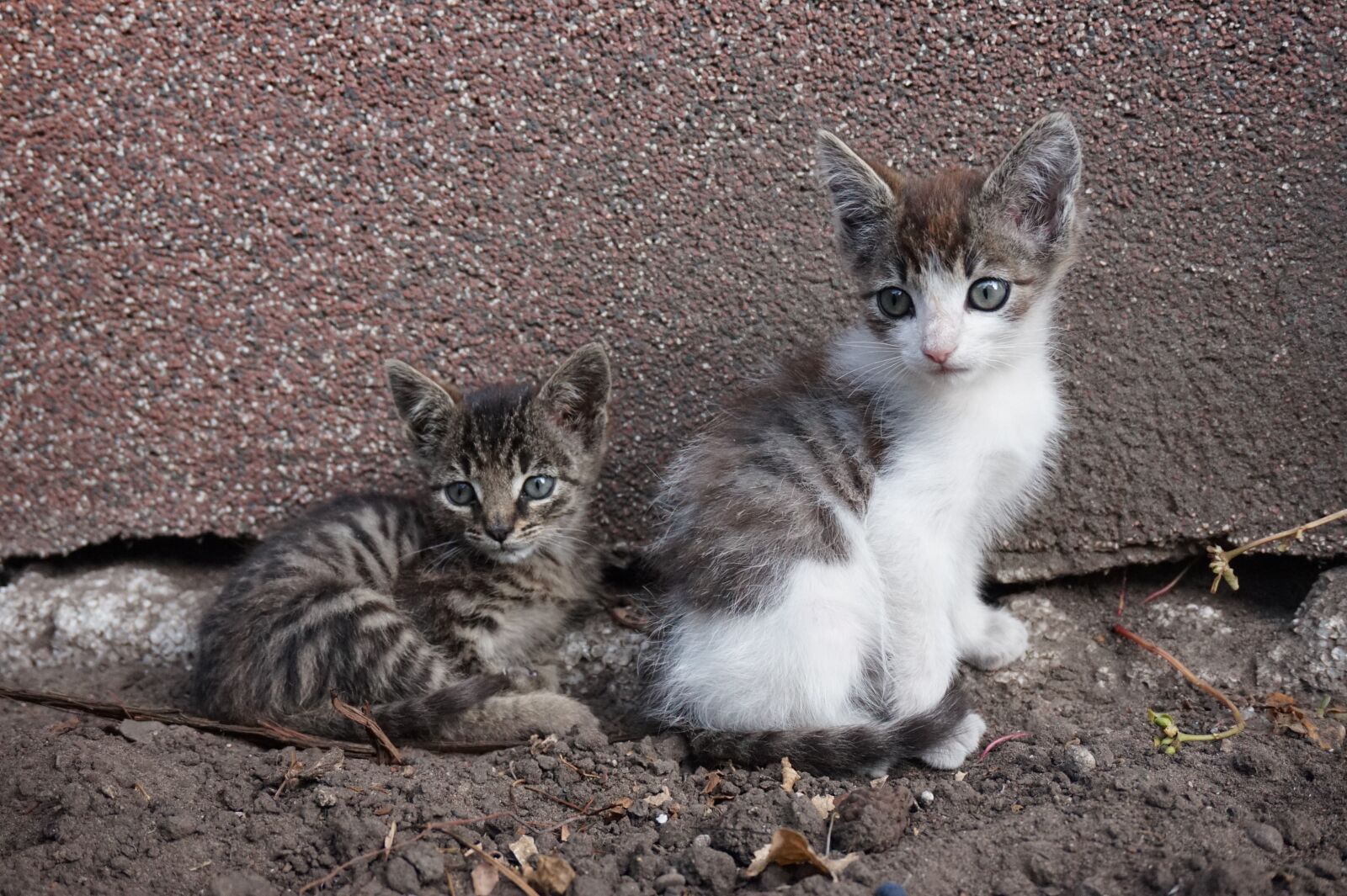 Sony Alpha a5000 (ILCE 5000) sample photo. Kittens, kitten, animals photography