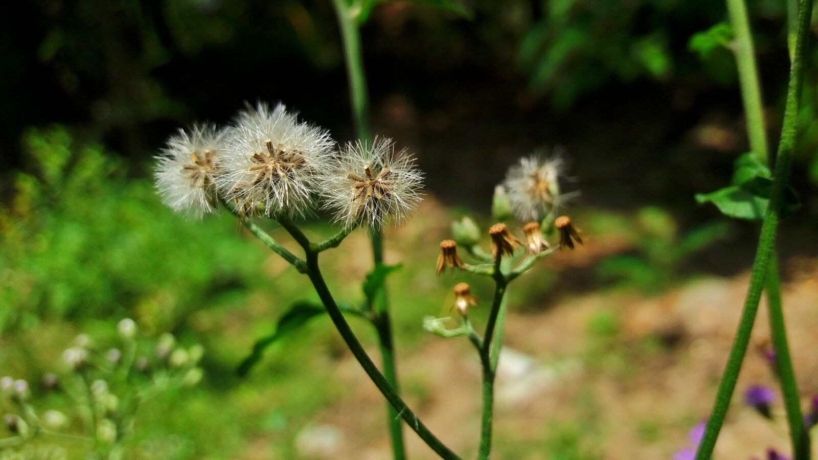 Samsung Galaxy J5 sample photo. Flowers, wildflowers, cotton grass photography