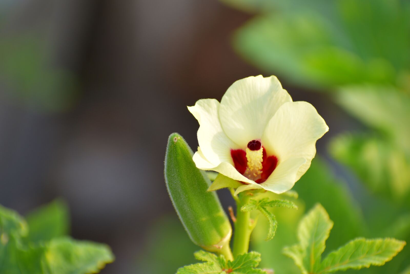 Nikon D5600 sample photo. Okra flower, lady finger photography