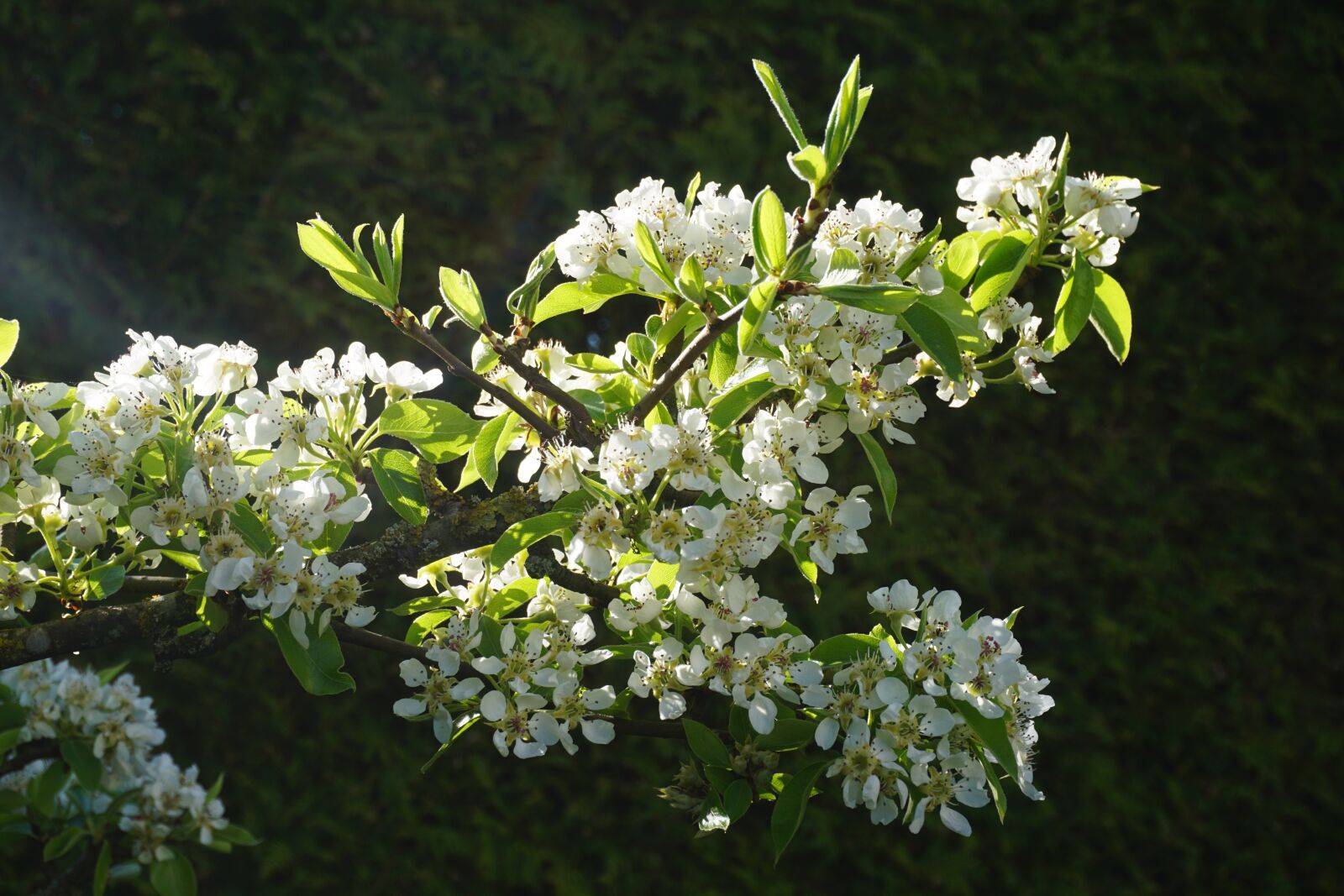 Sony a6000 sample photo. Apple blossom, spring, apple photography
