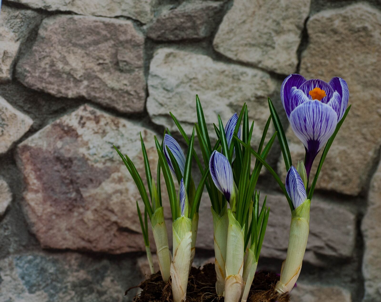 Nikon D700 sample photo. Crocus, plant, flowers photography