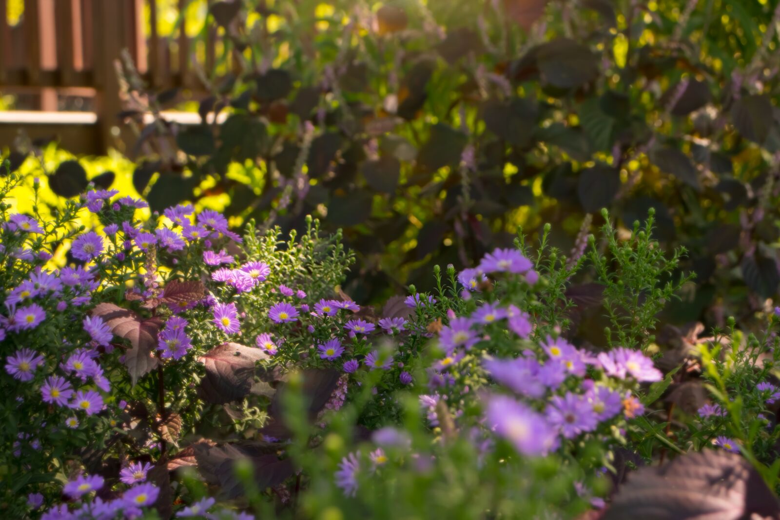 Canon EOS 800D (EOS Rebel T7i / EOS Kiss X9i) sample photo. Flowers, sunshine, herb photography