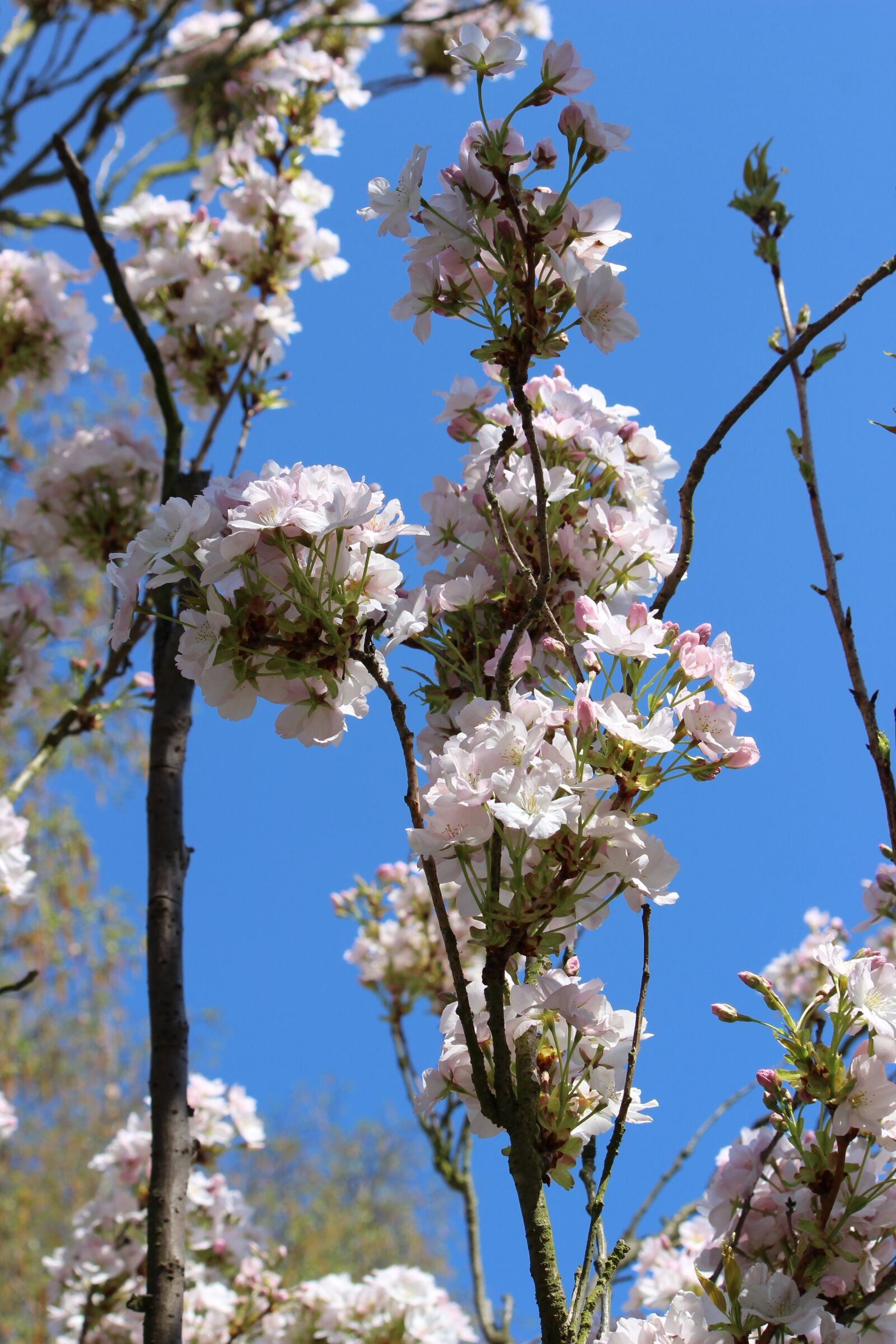 Canon EOS 600D (Rebel EOS T3i / EOS Kiss X5) sample photo. Cherry blossom, pink, tree photography
