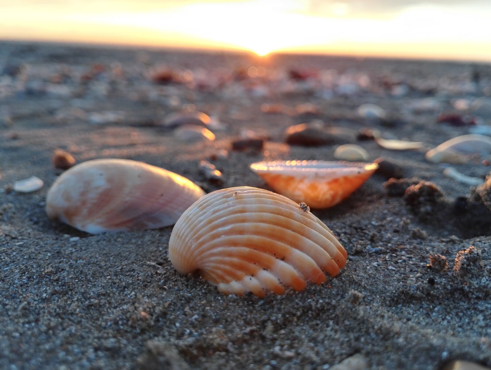 HUAWEI Honor 7 sample photo. Shell, sea, shells photography