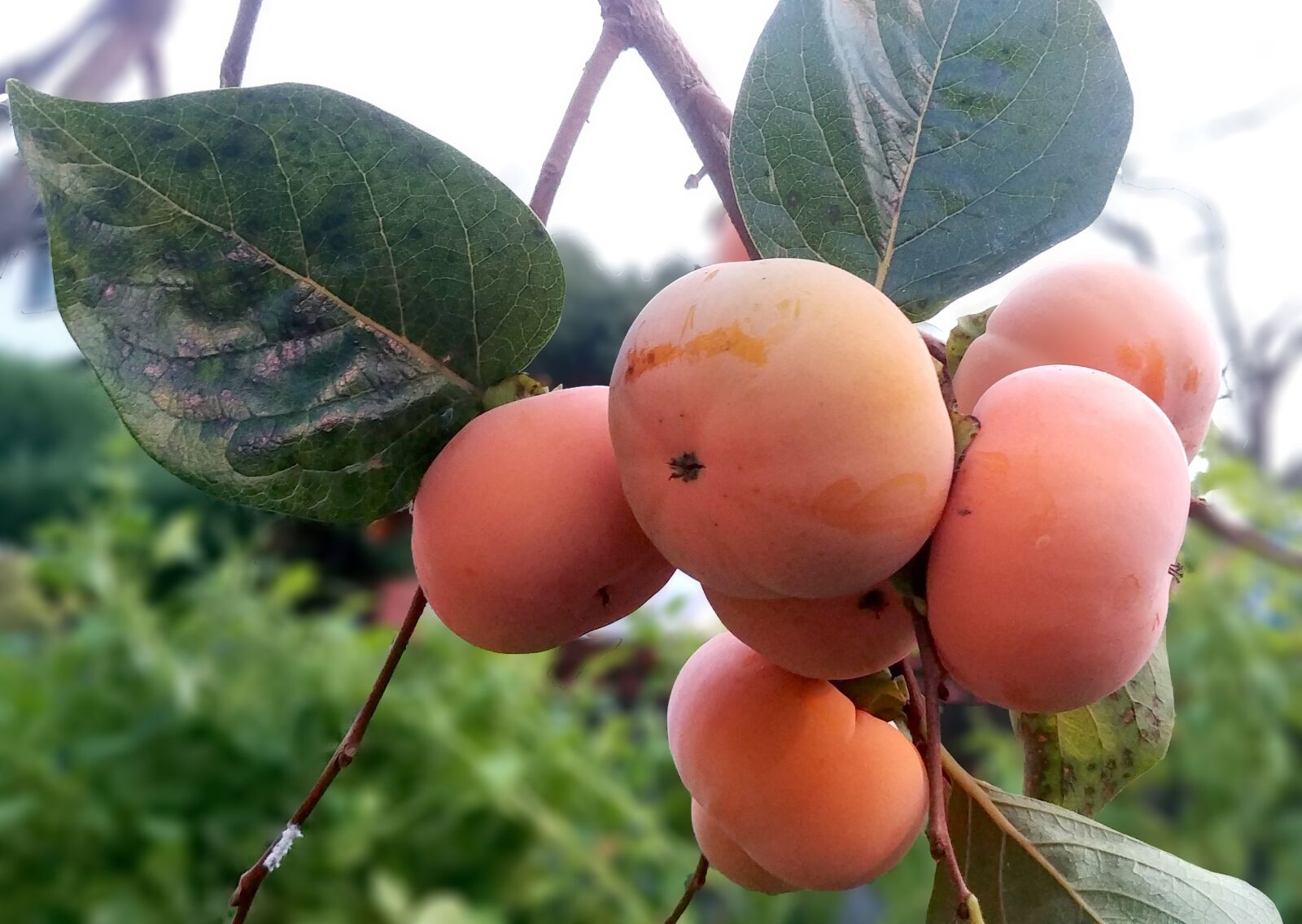 LG G6 sample photo. Persimmon, fruit, in autumn photography